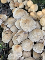 Basidiomycota