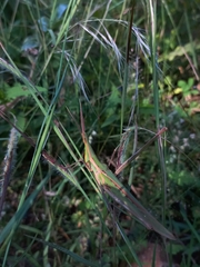 Acrida conica