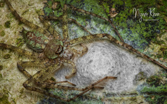 Pandercetes