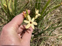 Ixia paniculata