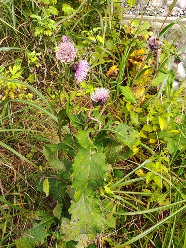 Cirsium matsumurae iNat (1)