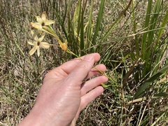 Ixia paniculata