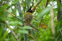 Rubigula flaviventris