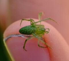 Araneus talipedatus