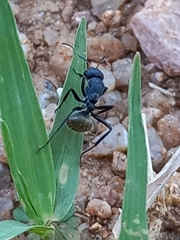 Camponotus sericeus