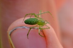Araneus talipedatus