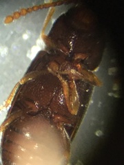Atomaria