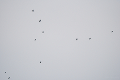 Aviceda leuphotes syama