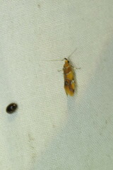 Epicallima argenticinctella