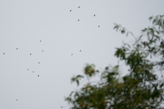 Aviceda leuphotes syama