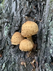 Pholiota squarrosa