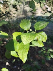 Malus sylvestris