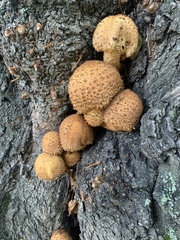 Pholiota squarrosa