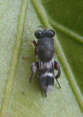 Chalcidoidea