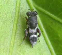Chalcidoidea