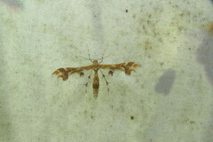 Geina periscelidactylus