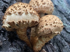 Pholiota squarrosa