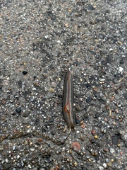 Triboniophorus graeffei