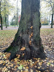 Pholiota squarrosa