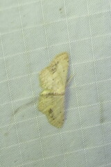Idaea dimidiata