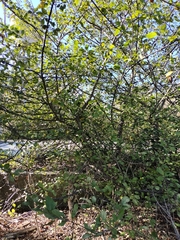 Malus sylvestris