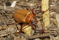 Agrianome spinicollis