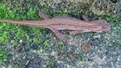 Lissotriton