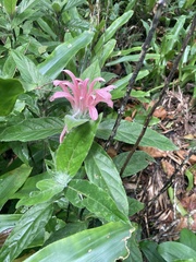 Justicia carnea