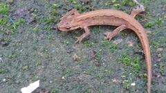Lissotriton