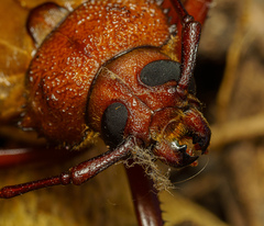 Agrianome spinicollis