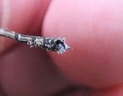 Lestes australis