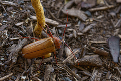 Agrianome spinicollis