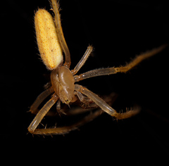 Larinia