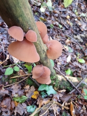 Auricularia auricula-judae