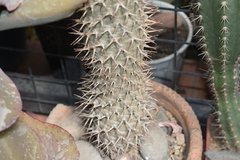 Pachypodium geayi