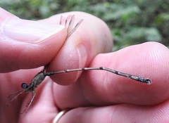 Lestes australis