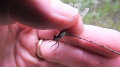 Lestes australis