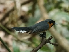 Symposiachrus trivirgatus