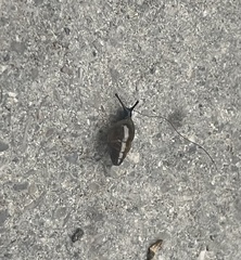 Cochlicopa lubrica