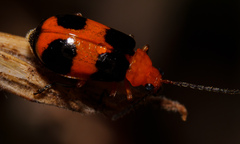 Aulacophora hilaris