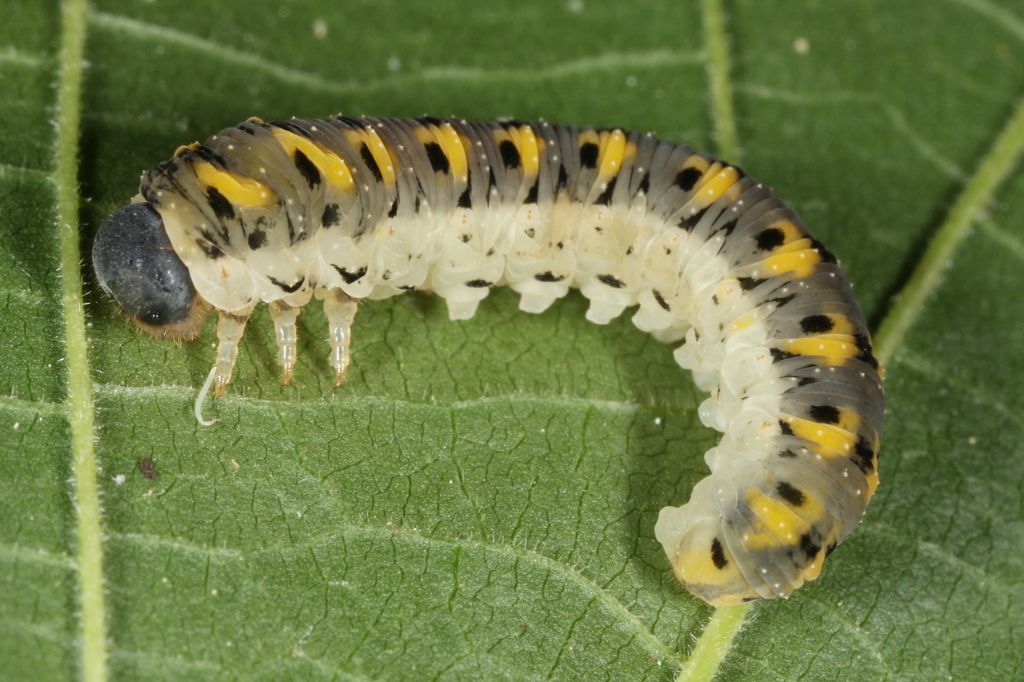 Tenthredo crassa