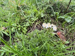 Achillea millefolium