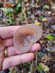 Auricularia auricula-judae