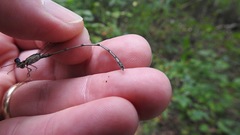 Lestes australis