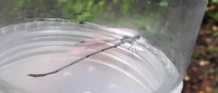 Lestes australis