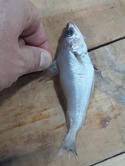 Trisopterus capelanus