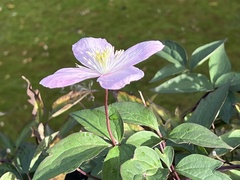 Clematis montana