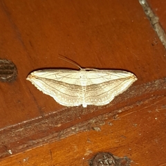 Arcobara tergeminaria