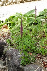 Teucrium hircanicum