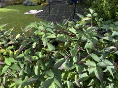 Clematis montana